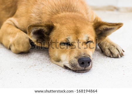 Dog sleep on the street somewhere in Bangkok, Thailand