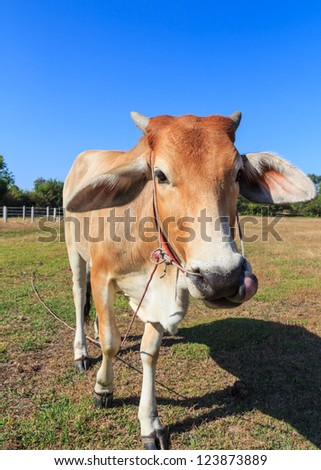 Thai cow in the field with blue sky