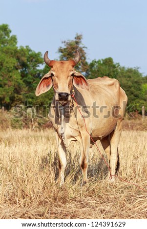 Thai cow standing in the field