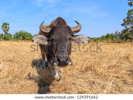 Close up of Thai buffalo in the field with blue sky