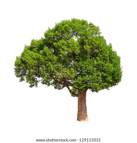 the almond tree essay the almond tree essay