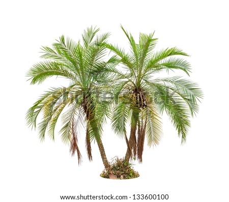 Palm Tree Isolated On White Background Stock Photo 133600100 : Shutterstock