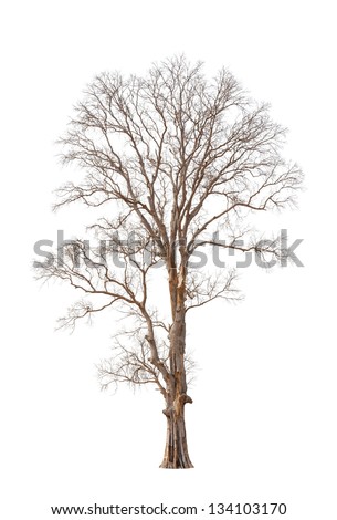 Old And Dead Tree Isolated On White Background