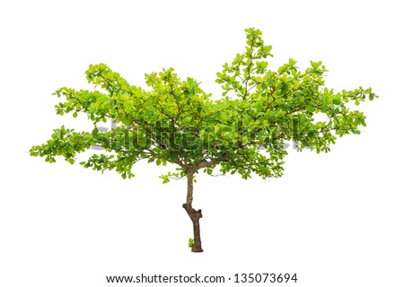 Terminalia catappa also known as Tropical almond Bengal almond Indian almond Sea almond Beach almond tropical tree in the northeast of Thailand isolated on white background Terminalia catappa also known as Tropical almond Bengal almond Indian almond Sea almond Beach almond tropical tree in the northeast of Thailand isolated on white background