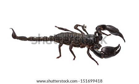 Asian giant forest scorpion (Heterometrus laoticus) isolated on white background