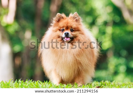 Pomeranian dog standing on green grass in the garden