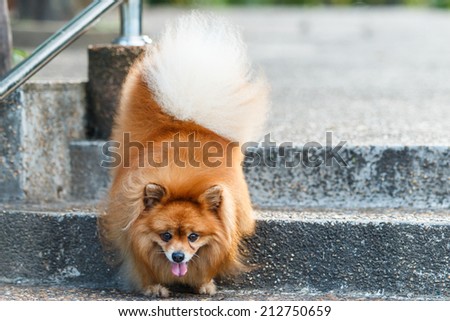 Pomeranian dog walking down the stairs in the garden