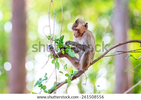 Monkey (Crab-eating macaque) eating leaves on tree in Thailand