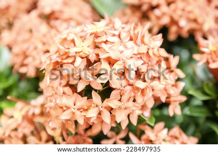 Big bouquet flowers, a needle pink color