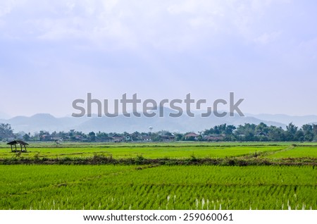 Rice seedlings grown in the green rice fields.