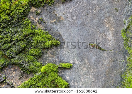 Moss growing on  old wet wall