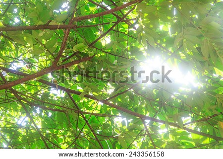 Sunlight through tree leaf in sunny day