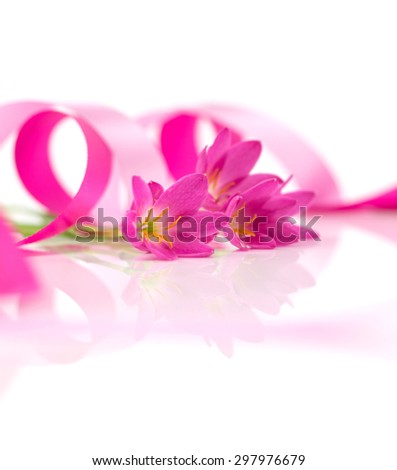 Beautiful pink flower and ribbon  against white background