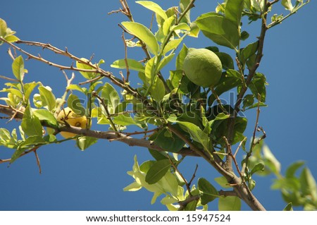Lemons on a lemon tree. Blue sky.