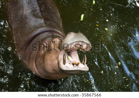 Hippo with his mouth wide open displaying teeth