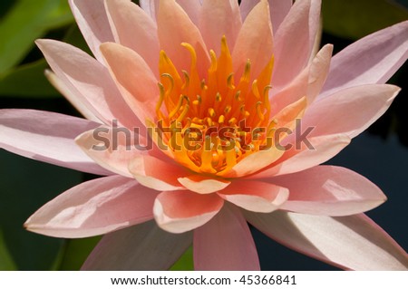 Lotus flowers and leaves close-up floating in a pond