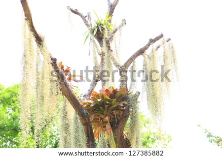 Bromeliad and Spanish Moss on Tree