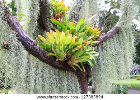Bromeliad and Spanish Moss on Tree