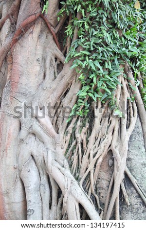 banyan tree trunk with heart leaves