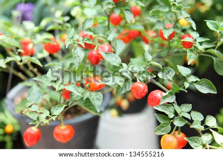 Red chilli pepper on plant - cherry chili