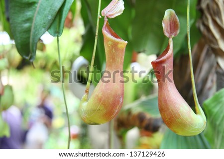 The pitcher plant Nepenthe species is a carnivorous plant, the hanging pitchers filled with fluid that traps unsuspecting prey