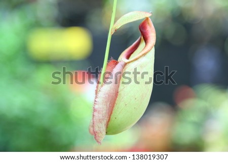 The pitcher plant Nepenthe species is a carnivorous plant, the hanging pitchers filled with fluid that traps unsuspecting prey
