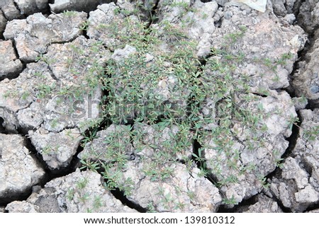 Small Plant on the Cracked Dry Land