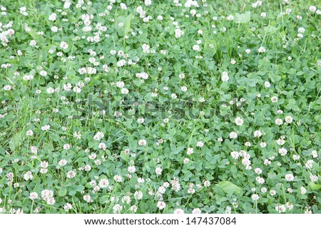 Many white daisies in top view of meadow, several Bird\'s-eye