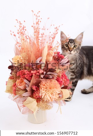 Dried flowers in a vase and cat on a white background
