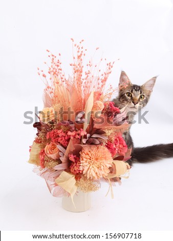 Dried flowers in a vase and cat on a white background