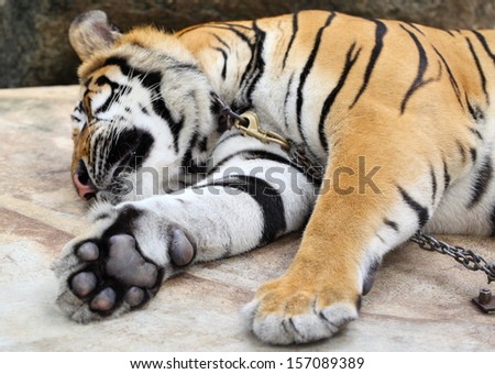 Skin Amur Tiger in the summer