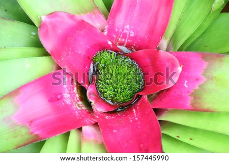 Close up Pineapple pink flowers