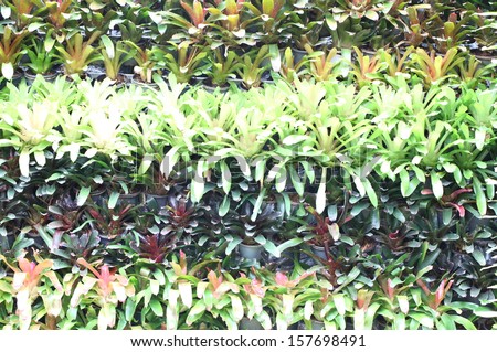 Bromeliad vertical gardening.