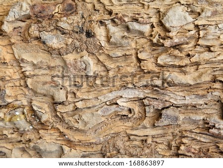 Bark of Elm. trunk of tree ,Seamless Tile able background Texture.