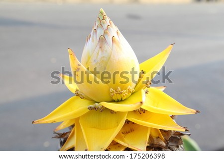 golden flower banana for background