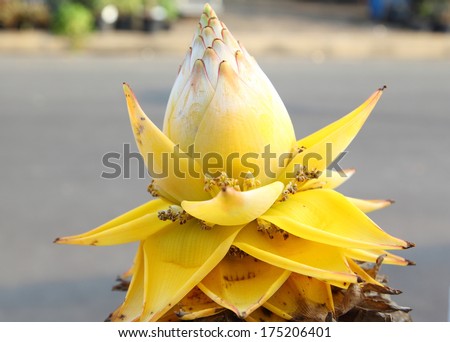 golden flower banana for background