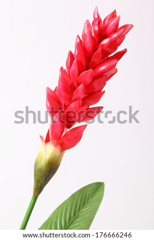 Fake Red cone ginger flower on white background