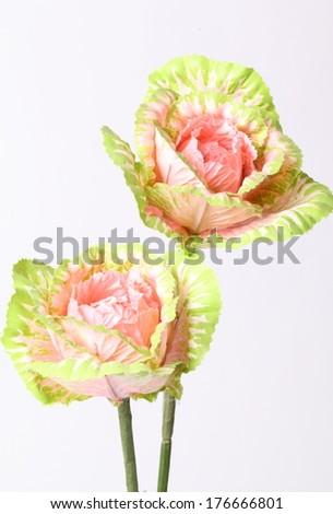 Fake cabbage (brassica oleracea) plant leaves on white background