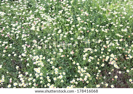 Many white daisies in top view of meadow, several Bird\'s-eye Speedwell also visible (Bellis perennis and Veronica chamaedrys)