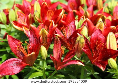 Full blooming of deep red asiatic lily in flower garden
