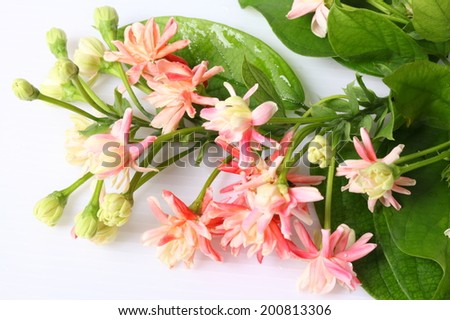 Quisqualis indica also known as the Chinese honeysuckle, Rangoon Creeper, and Combretum indicum isolate on white background, Clipping path.