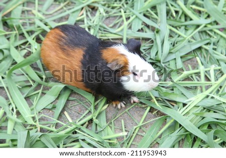 Guinea pig or hamster on the ground