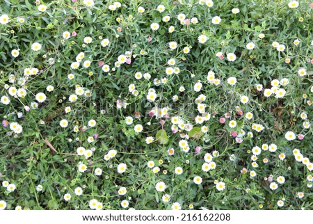 Many white daisies in top view of meadow, several Bird\'s-eye Speedwell also visible (Bellis perennis and Veronica chamaedrys)