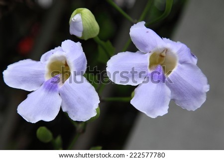 beautiful blue purple soft nice flower of Laurel clock vine, Blue trumpet vine, Thunbergia laurifolia cold herbs in Thailand