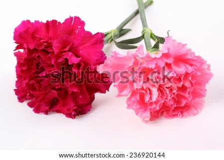 Red and pink carnation on White background