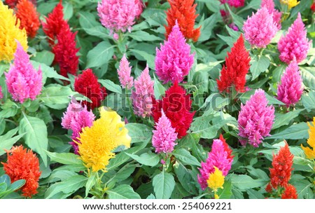 Colorful Cockscomb flowers or Chinese Wool Flower