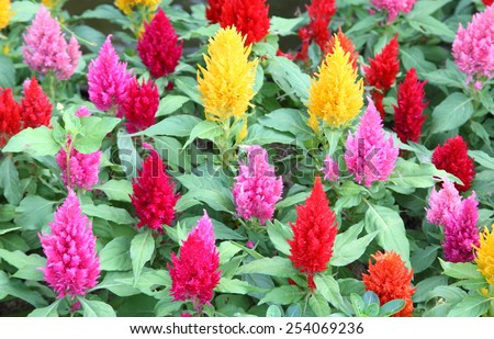 Colorful Cockscomb flowers or Chinese Wool Flower