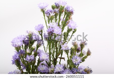 Small purple chrysanthemum on white background