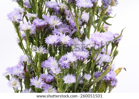 Small purple chrysanthemum on white background