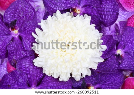 Purple orchid flower and white chrysanthemum isolated background